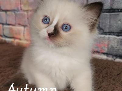 Ragdoll Kittens - Ragdoll - Gallery Photo #1