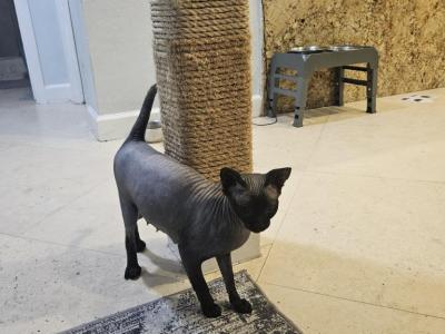 Panter - Sphynx - Gallery Photo #1