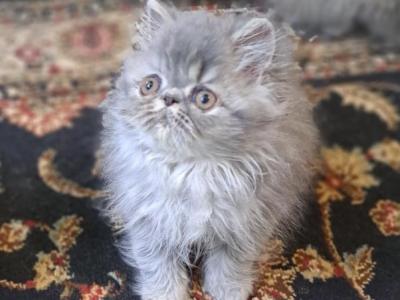 Blue Tabby Persian Female - Persian - Gallery Photo #1