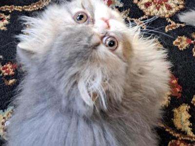 Blue Tabby And White Bicolor Persian Kitten - Persian - Gallery Photo #1