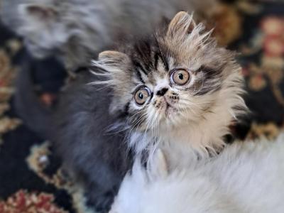 Brown Tabby And White Male Persian Kitten - Persian - Gallery Photo #1