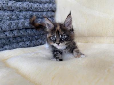 Taylor Maine - Maine Coon - Gallery Photo #1