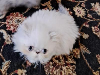 Blue Lynx Point & White Male Kitten - Persian - Gallery Photo #1