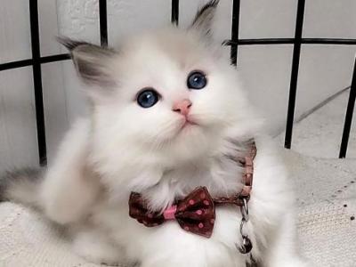 Gamilton Ragdoll Male Seal Lynx Bicolour - Ragdoll - Gallery Photo #1