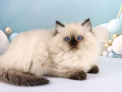 Yogurt Ragdoll Male Seal Pointed - Ragdoll - Gallery Photo #1