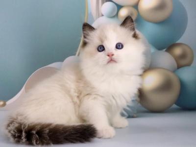 Venecia Ragdoll Female Seal Bicolour - Ragdoll - Gallery Photo #1