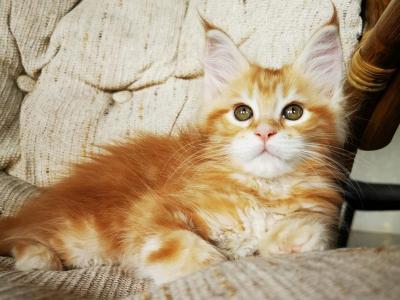 Tilda Maine Coon Female Red Tabby With White - Maine Coon - Gallery Photo #1