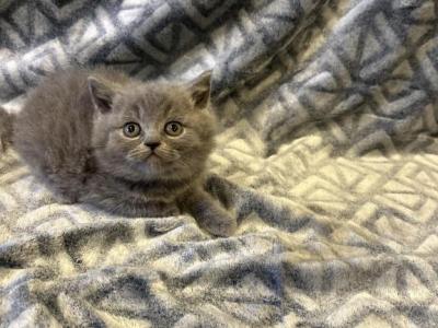 KING - British Shorthair - Gallery Photo #1