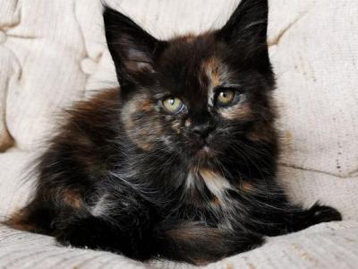 Tayna Maine Coon Female Black Tortie With White - Maine Coon - Gallery Photo #1