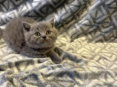 LOLA - British Shorthair - Gallery Photo #1