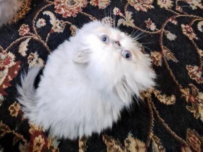 Blue Lynx Point & White Himalayan Bicolor Kitten - Himalayan - Gallery Photo #1