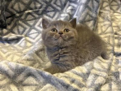 LUNA - British Shorthair - Gallery Photo #1