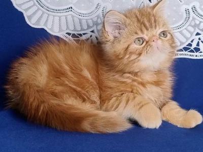 Rusty Exotic Male Red Tabby - Exotic - Gallery Photo #1