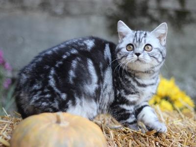 Keysi Scottish Straight Female Black Silver Tabby - Scottish Straight - Gallery Photo #1