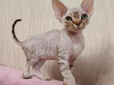 Kish Devon Rex Male Chocolate Silver Tabby - Devon Rex - Gallery Photo #1