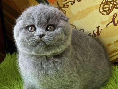 Esty Scottish Fold Female Blue - Scottish Fold - Gallery Photo #1