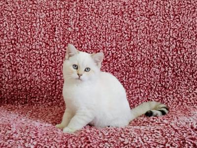 Mickey - British Shorthair - Gallery Photo #1