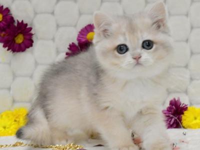 Tom British Shorthair Male Blue Golden Shaded - British Shorthair - Gallery Photo #1