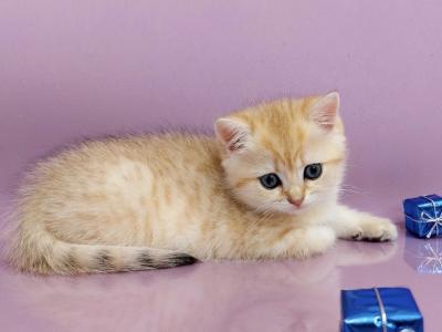 Harold British Shorthair Male Black Golden Shaded - British Shorthair - Gallery Photo #1