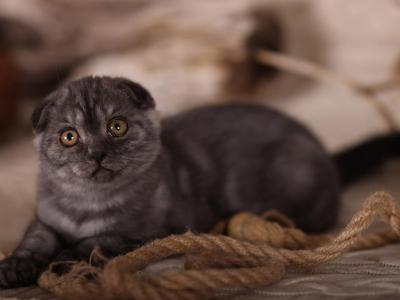 King Scottish Fold Male Black Smoke - Scottish Fold - Gallery Photo #1