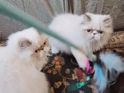 2 Chocolate Lynx Point And White Kittens - Himalayan - Gallery Photo #1