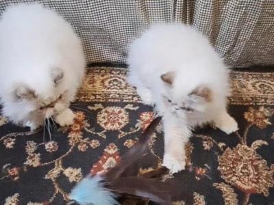 2 Chocolate Lynx Point & White Kittens - Persian - Gallery Photo #1