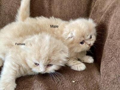 Scottish Fold Persian - Scottish Fold - Gallery Photo #1