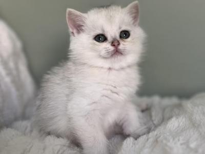 Ori Kitten 9 - British Shorthair - Gallery Photo #1