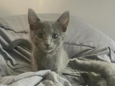 Russian Blue Kitten Litter 4 - Russian Blue - Gallery Photo #1