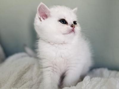 Ori Kitten 10 - British Shorthair - Gallery Photo #1