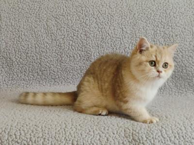 Dana - British Shorthair - Gallery Photo #1