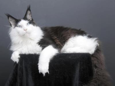 Mitrofan - Maine Coon - Gallery Photo #1