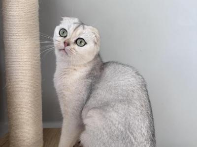 Silver Scottish Fold Girl - Scottish Fold - Gallery Photo #1