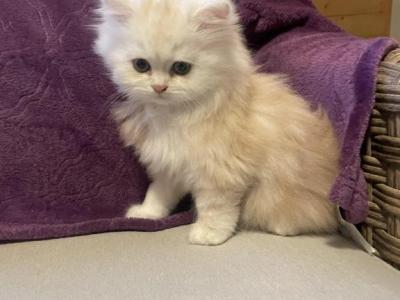 Calvin - Persian - Gallery Photo #1