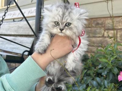 Simba - Persian - Gallery Photo #1