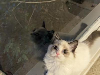 TICA Female Bicolor Ragdoll Kitten - Ragdoll - Gallery Photo #1