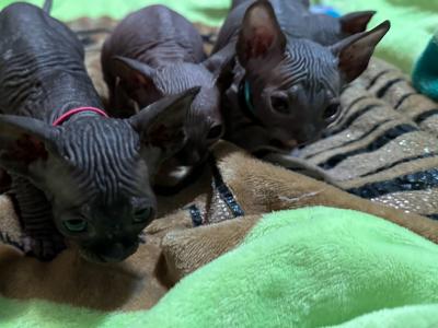 BLACK Tux BLUE Eyes Sphynx Pittsburg Cleveland - Sphynx - Gallery Photo #1