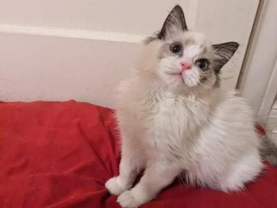 TICA Bicolor Ragdoll Kitten Female - Ragdoll - Gallery Photo #1