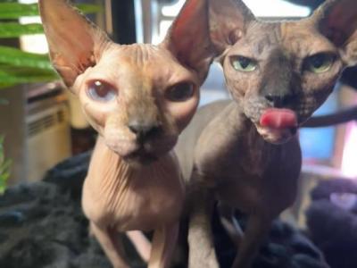 Maggie & Jeni - Sphynx - Gallery Photo #1