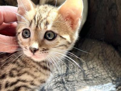 Beautiful Bengal Kittens - Bengal - Gallery Photo #1