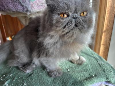 Misty Blue - Persian - Gallery Photo #1