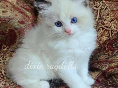 Beau - Ragdoll - Gallery Photo #1