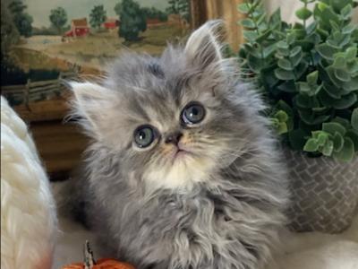 Star The Blue And White Tabby Persian - Persian - Gallery Photo #1