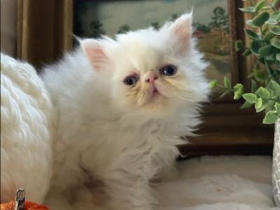 Snowball - Persian - Gallery Photo #1