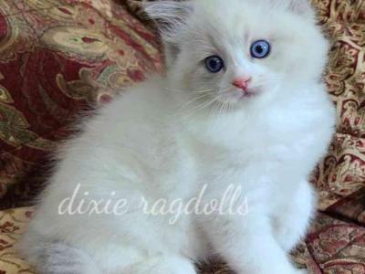 Bryce - Ragdoll - Gallery Photo #1