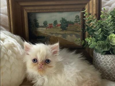 Marshmallow The Flame Point Persian - Persian - Gallery Photo #1