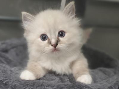 Seal Lynx Mitted Ragdoll Female - Ragdoll - Gallery Photo #1