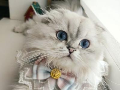 Marvel - Scottish Fold - Gallery Photo #1