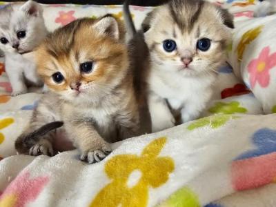 Luxury Kittens - Scottish Fold - Gallery Photo #1