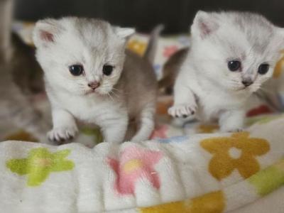 Christmas Kittens - British Shorthair - Gallery Photo #1